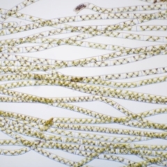 Spirogyra sp. at Cotter River, ACT - 1 Dec 2016