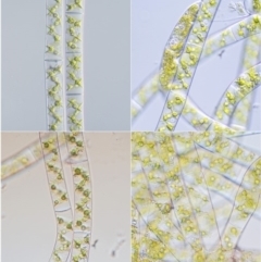 Spirogyra sp. at Cotter River, ACT - 1 Dec 2016