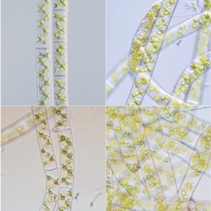 Spirogyra sp. at Cotter River, ACT - 1 Dec 2016