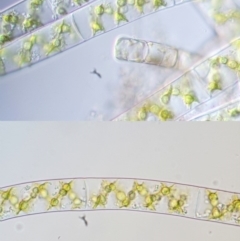 Spirogyra sp. at Cotter River, ACT - 1 Dec 2016