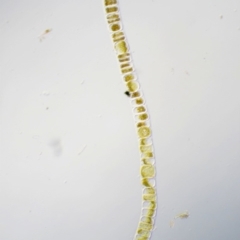 Uronema confervicolum (A green freshwater algae) at Namadgi National Park - 1 Dec 2016 by KenT