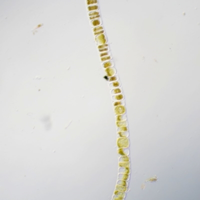 Uronema confervicolum (A green freshwater algae) at Namadgi National Park - 1 Dec 2016 by KenT