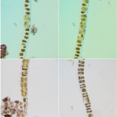 Uronema confervicolum at Cotter River, ACT - 1 Dec 2016 01:13 PM