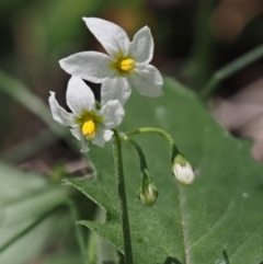 Solanum nigrum (Black Nightshade) at Cotter River, ACT - 1 Dec 2016 by KenT