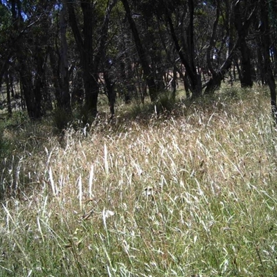 Unidentified at Mulligans Flat - 11 Dec 2016 by MulligansFlat1