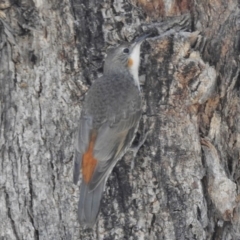 Cormobates leucophaea (White-throated Treecreeper) at Kambah Pool - 12 Dec 2016 by JohnBundock