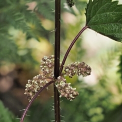 Urtica incisa (Stinging Nettle) at Cotter River, ACT - 1 Dec 2016 by KenT
