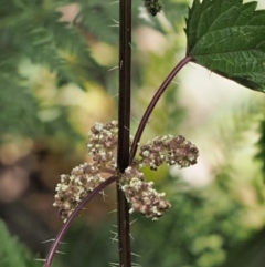 Urtica incisa (Stinging Nettle) at Namadgi National Park - 30 Nov 2016 by KenT