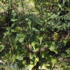 Urtica incisa at Cotter River, ACT - 1 Dec 2016