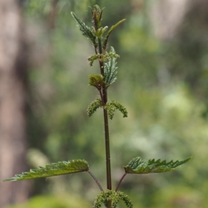 Urtica incisa at Cotter River, ACT - 1 Dec 2016