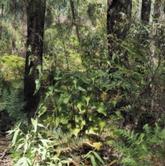 Urtica incisa at Cotter River, ACT - 1 Dec 2016