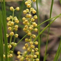 Lomandra filiformis subsp. filiformis (Wattle Matrush) at Cotter River, ACT - 1 Dec 2016 by KenT