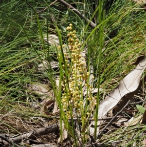 Lomandra filiformis subsp. filiformis at Cotter River, ACT - 1 Dec 2016