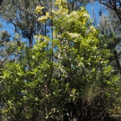 Olearia argophylla at Cotter River, ACT - 1 Dec 2016 10:24 AM