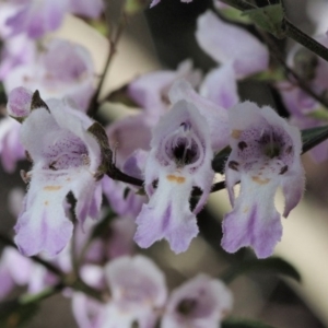 Prostanthera lasianthos at Cotter River, ACT - 1 Dec 2016