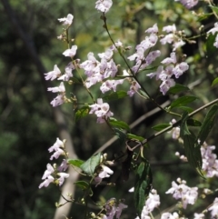 Prostanthera lasianthos at Cotter River, ACT - 1 Dec 2016