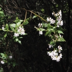 Prostanthera lasianthos at Cotter River, ACT - 1 Dec 2016