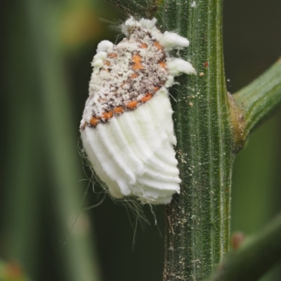 Icerya purchasi (Cottony cushion scale) at Cotter River, ACT - 1 Dec 2016 by KenT