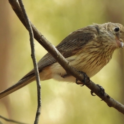 Pachycephala rufiventris (Rufous Whistler) at Kambah Pool - 12 Dec 2016 by JohnBundock