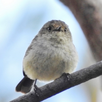 Acanthiza reguloides (Buff-rumped Thornbill) at Kambah Pool - 12 Dec 2016 by JohnBundock