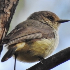 Acanthiza reguloides at Kambah Pool - 12 Dec 2016 09:19 AM