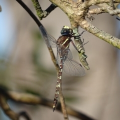 Adversaeschna brevistyla (Blue-spotted Hawker) at Jerrabomberra Wetlands - 10 Dec 2016 by roymcd