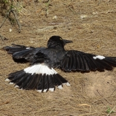 Strepera graculina (Pied Currawong) at Jerrabomberra Wetlands - 10 Dec 2016 by roymcd