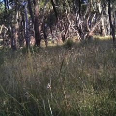 Macropus giganteus at Mulligans Flat - 11 Dec 2016 by MulligansFlat1