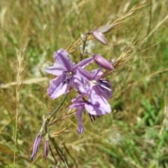 Arthropodium fimbriatum (Nodding Chocolate Lily) at Aranda Bushland - 6 Dec 2016 by nic.jario