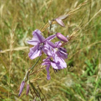 Arthropodium fimbriatum (Nodding Chocolate Lily) at Belconnen, ACT - 6 Dec 2016 by nic.jario