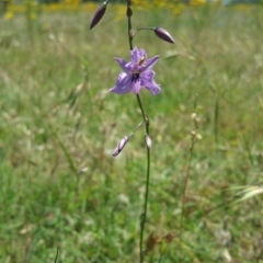 Arthropodium fimbriatum (Nodding Chocolate Lily) at Aranda Bushland - 6 Dec 2016 by nic.jario