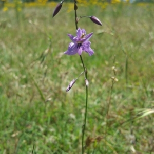 Arthropodium fimbriatum at Belconnen, ACT - 7 Dec 2016 12:00 AM