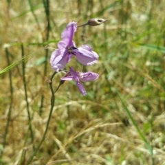 Arthropodium fimbriatum (Nodding Chocolate Lily) at Belconnen, ACT - 6 Dec 2016 by nic.jario