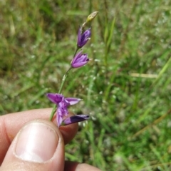 Arthropodium fimbriatum (Nodding Chocolate Lily) at Aranda Bushland - 6 Dec 2016 by nic.jario