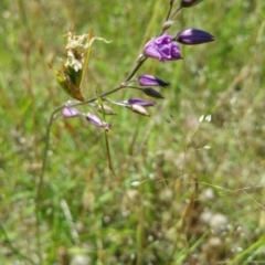 Arthropodium fimbriatum at Molonglo Valley, ACT - 7 Dec 2016