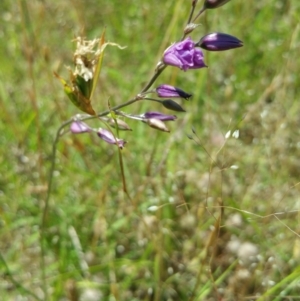 Arthropodium fimbriatum at Molonglo Valley, ACT - 7 Dec 2016