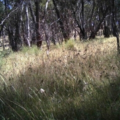 Unidentified at Mulligans Flat - 12 Dec 2016 by MulligansFlat1