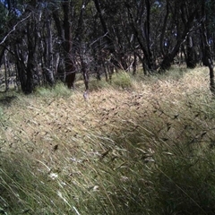 Unidentified at Mulligans Flat - 12 Dec 2016 by MulligansFlat1