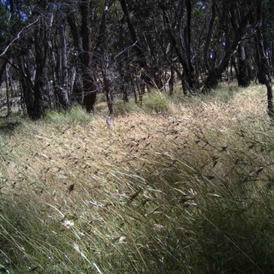 Unidentified at Mulligans Flat - 12 Dec 2016 by MulligansFlat1