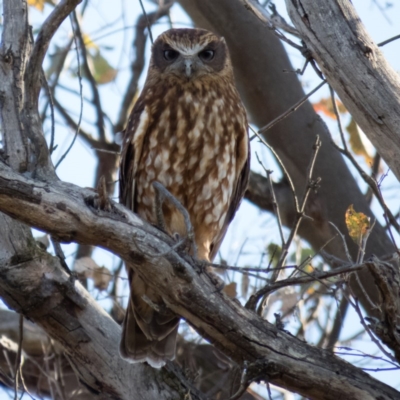 Ninox boobook (Southern Boobook) at Mulligans Flat - 12 Dec 2016 by CedricBear