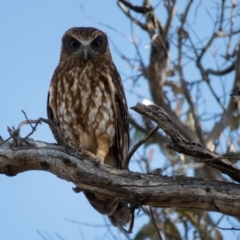 Ninox boobook at Gungahlin, ACT - 13 Dec 2016 07:57 AM