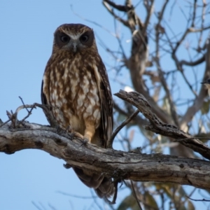 Ninox boobook at Gungahlin, ACT - 13 Dec 2016 07:57 AM