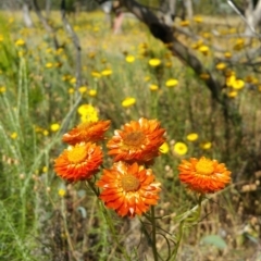 Xerochrysum viscosum (Sticky Everlasting) at Watson, ACT - 13 Dec 2016 by BethanyDunne