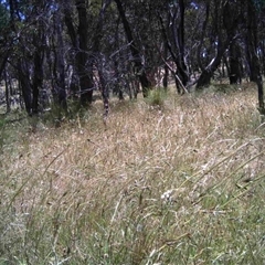 Unidentified at Mulligans Flat - 12 Dec 2016 by MulligansFlat1