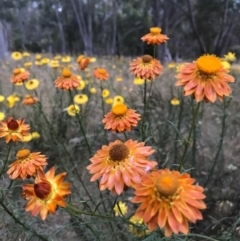 Xerochrysum viscosum (Sticky Everlasting) at Majura, ACT - 13 Dec 2016 by AaronClausen