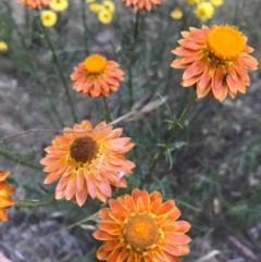 Xerochrysum viscosum at Majura, ACT - 13 Dec 2016