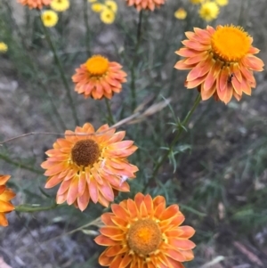 Xerochrysum viscosum at Majura, ACT - 13 Dec 2016