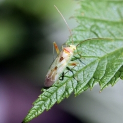 Miridae (family) (Unidentified plant bug) at Higgins, ACT - 11 Dec 2016 by AlisonMilton