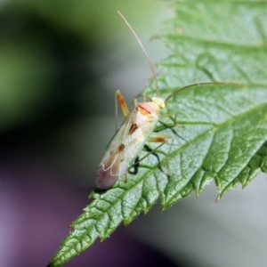 Miridae (family) at Higgins, ACT - 11 Dec 2016 09:57 AM