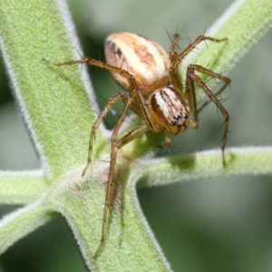 Oxyopes sp. (genus) at Higgins, ACT - 11 Dec 2016